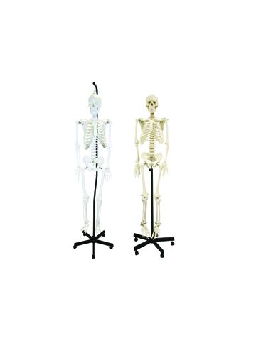 Full-Size Skeleton Hanging