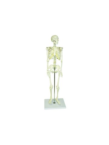 Half-Size Skeleton with-Nerve Endings