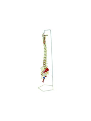 Flexible Spinal Column