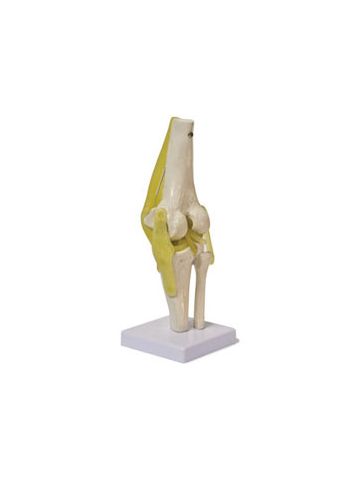 Knee Joint Model 