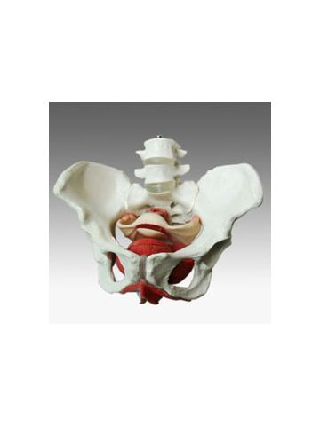 Female Pelvis Skeleton w/Organs