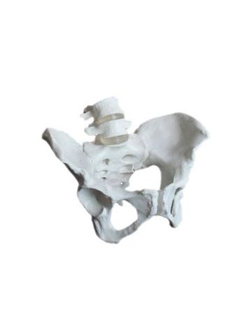 Female Pelvic Skeleton