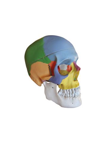 Colored Human Skull