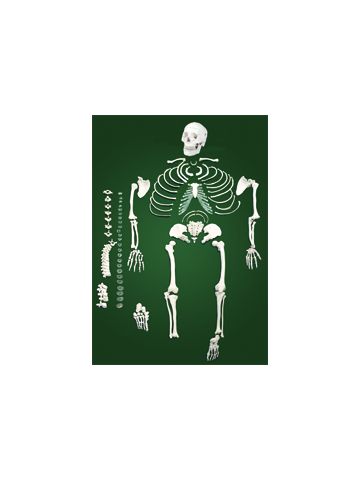 Disarticulated Human Skeleton