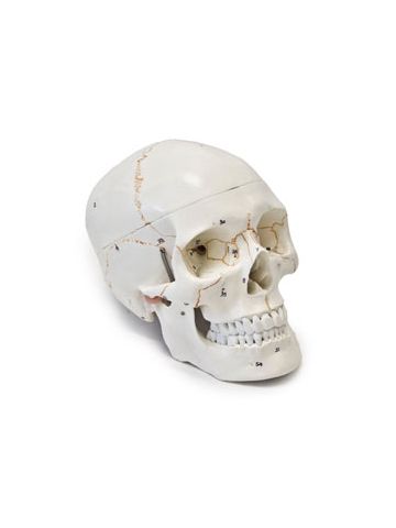 Numbered Human Skull