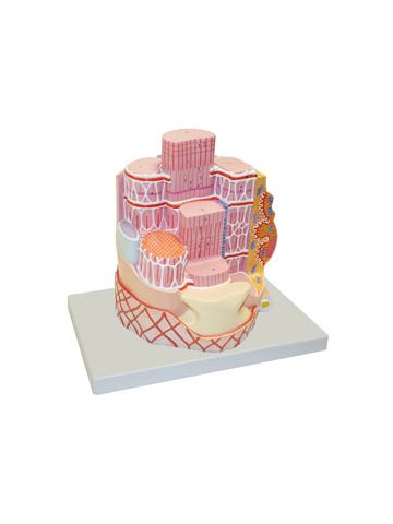  Skeletal Muscle Fiber