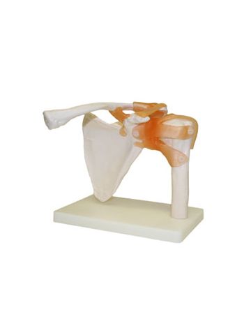  Shoulder Joint Model 