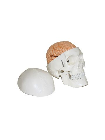 Human Skull with Brain