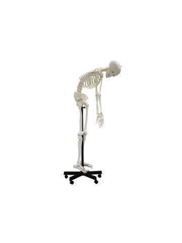  Full-Size Flexible Skeleton