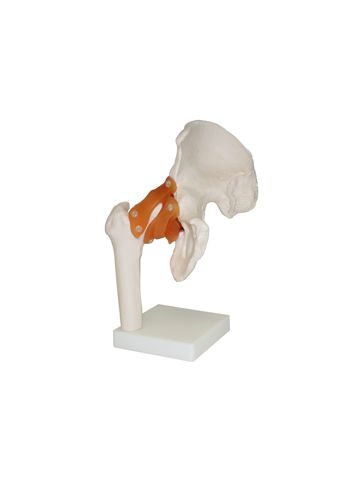 Hip Joint  Model 