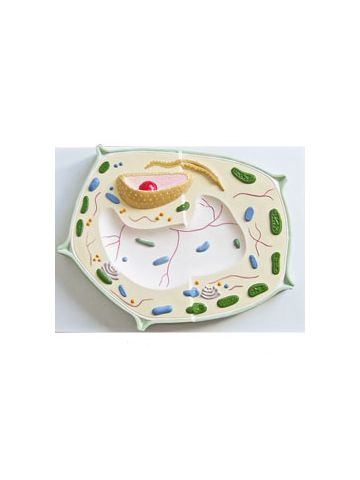 Plant Cell Model