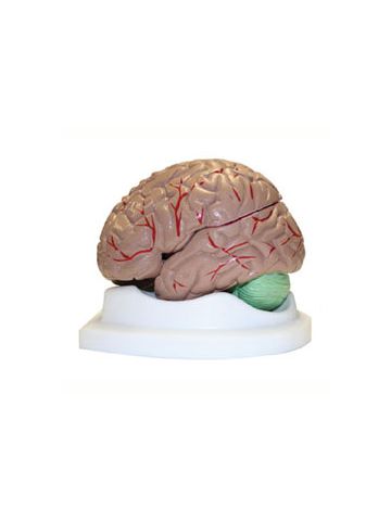 Life-Size Brain Model 4 Part