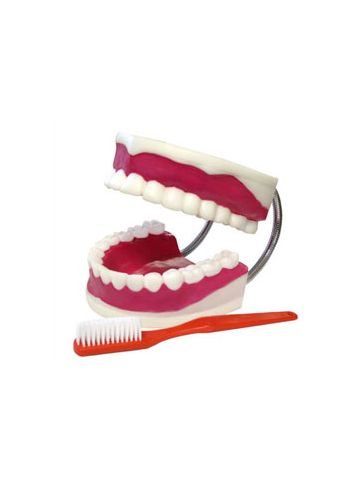 Teeth Model