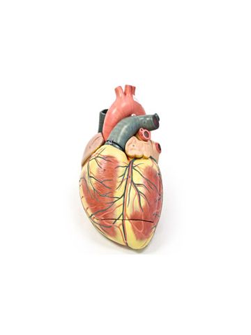 Jumbo Heart Model