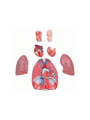 Human Respiratory System