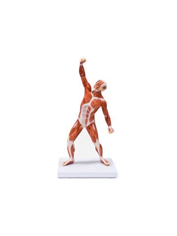 Muscular Figure, 50cm