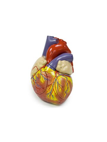 Heart Model