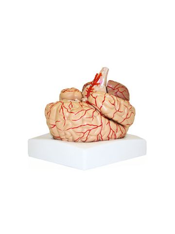  Deluxe Brain with Arteries