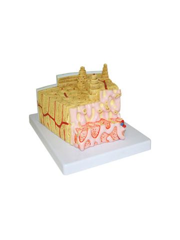 Bone Structure Model Skeleton