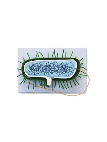 Prokaryotic Cell Model