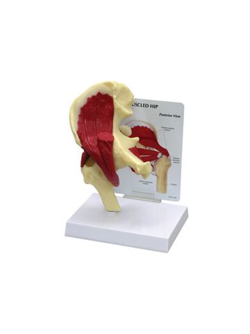Muscled Hip Joint Model 