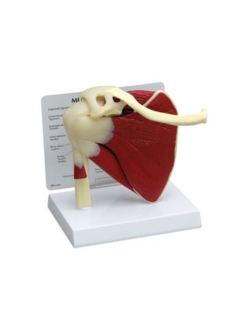 Muscled Shoulder Joint Model 