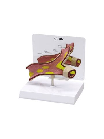 Artery Model