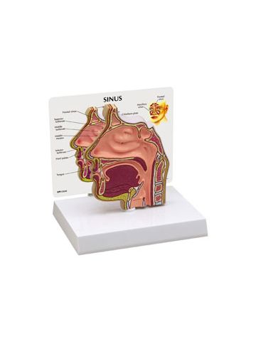 Sinus Model