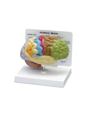 Sensory/Motor Half Brain Model