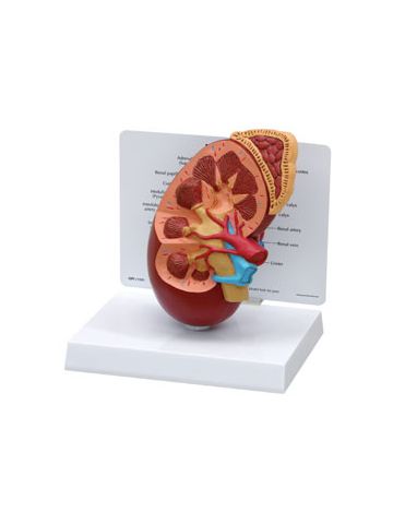  Normal Kidney Model