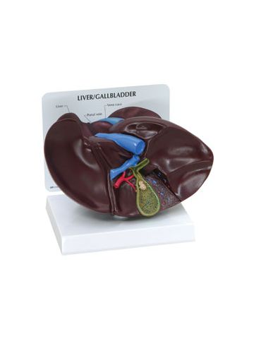 Liver and Gallbladder Model