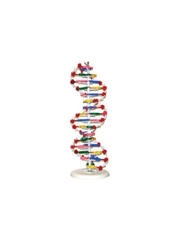  DNA Model